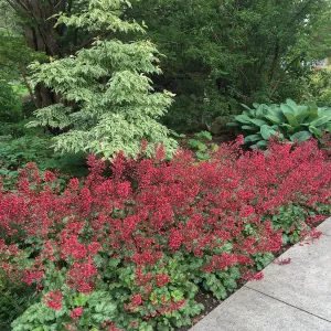 Ryal Botanic Garden, Ontario, Canada, Heuchera in bloom