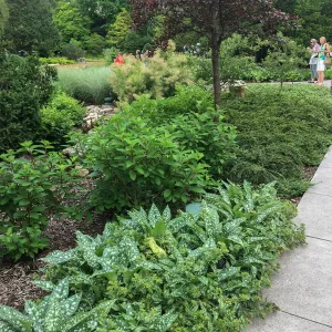 Royal Botanic Garden, Ontario, Canada, Hosta