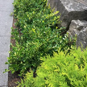 Royal Botanic Garden, Ontario, Canada, Euonymus