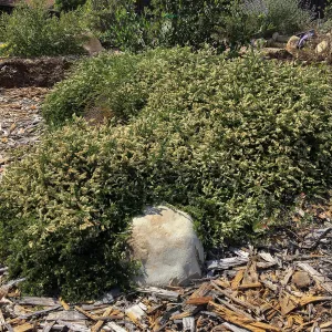 Peter Schuylerâ€™s garden, Adenostoma 