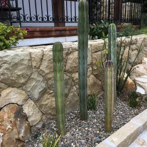 Montecito garden designed by Isabelle Greene