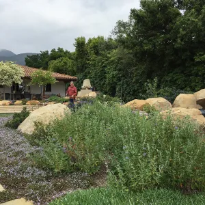 Salvia (sage) in Montecito garden designed by Isabelle Greene
