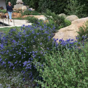 Ceanothus Concha & Salvia Winifred Gillman in Montecito garden designed by Isabelle Green. Ceanothus Concha