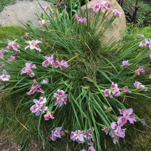 Iris PCH in Isabelle Greennâ€™s garden