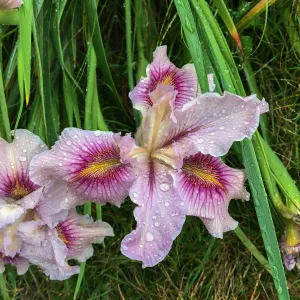 Iris PCH in Isabelle Greeneâ€™s garden