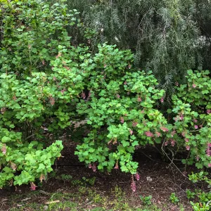 Ribes sanguineum in Isabelle Greeneâ€™s garden