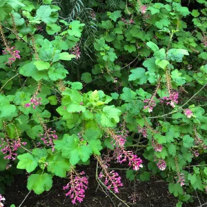 Ribes sanguineum in Isabelle Greeneâ€™s garden