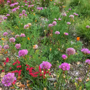 Armeria maritima in Meadow border