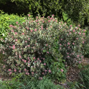 Rhus lentii Tunnel Triangle