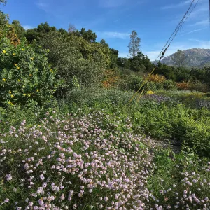 Verbena Paseo Rancho at the Tunnel Triangle