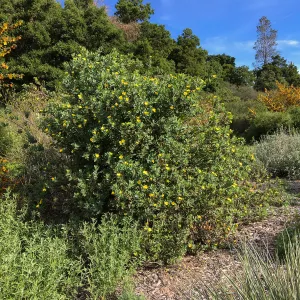 Dendromecon harfordii at the Tunnel Triangle