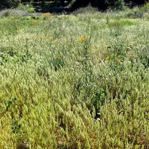 Weeds in the Meadow