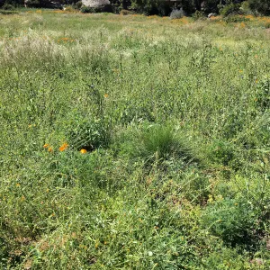 Weeds in the Meadow