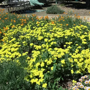 Eriogonum Shasta Sulfur, Meadow Border