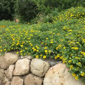 Grindelia Rays Carpet, PCC driveway