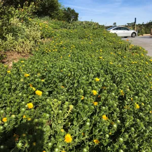 Grindelia Rayâ€™s Carpet, PCC driveway