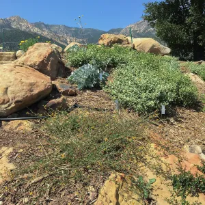PCC Baja garden,