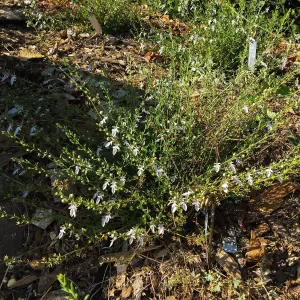 Teucrium glandulosum, PCC Baja garden