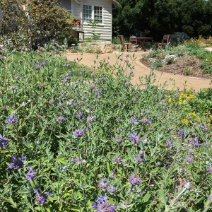 Salvia (Sage) Allen Chickering at the Water Wise Home Garden