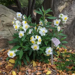 Carpenteria californica at the Water Wise Home Demonstration Garden