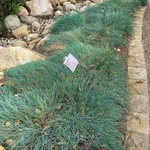 Festuca Patricks Point Water Wise Home Demonstration Garden