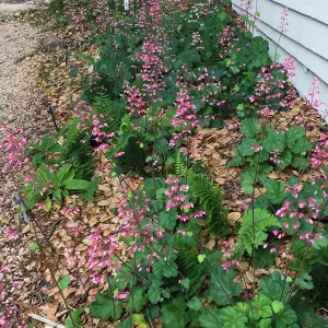 Heuchera Wendy at the Water Wise Home Demonstration Garden