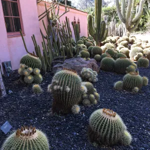 Barrel cactus border at Lotusland