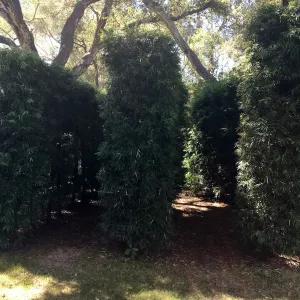 Hedge display at Lotusland