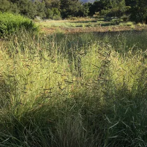 Blue grama in the Meadow