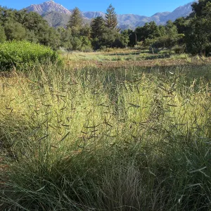 Blue grama in the Meadow