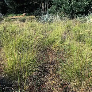 Bouteloua gracilis in the Meadow