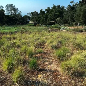 Bouteloua gracilis in the Meadow
