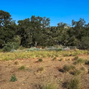 Upper meadow