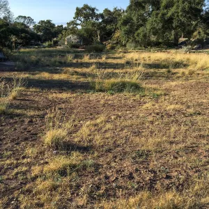 Meadow in progress
