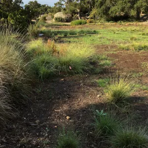 East side of Meadow 