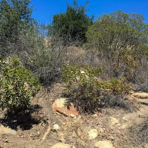 Slope west of Island View Garden before clearing