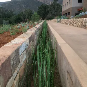 Equisetum in rill at the Pritzlaff Conservation Center