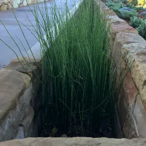 Equisetum rill at the Island View Garden