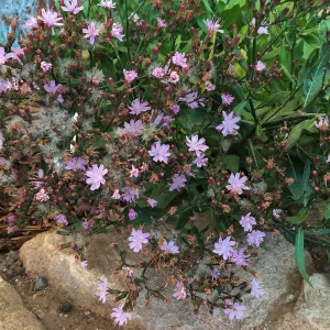 Munzothamnus blairii in Conservation Collection planter at the PCC