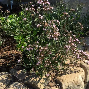 Munzothamnus blairii in the Island View Garden