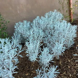 Senecio Silver & Gold in Conservation Collection planters at the PCC