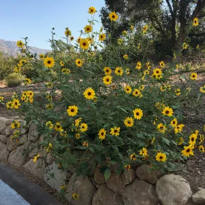 Encelia californica