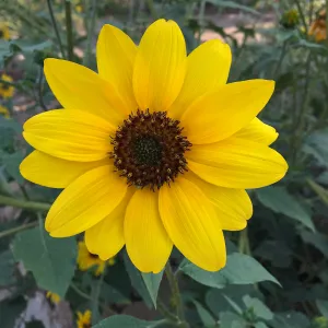 Encelia californica