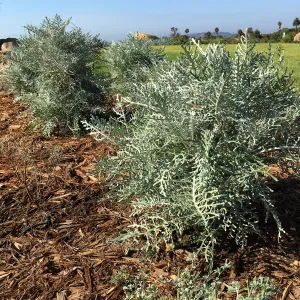 Constancea nevinii in Island View Garden