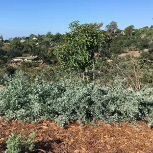 Low growing Atriplex lentiformis selection in Island View Garden