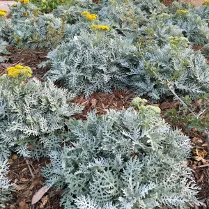 Constancea nevinii