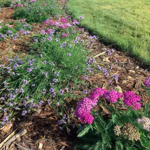 Achillea Island Pink at the Island View Garden
