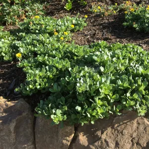 Grindelia Rays Carpet at the Island View Garden