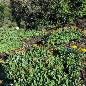 Grindelia Rays Carpet at the Island View Garden