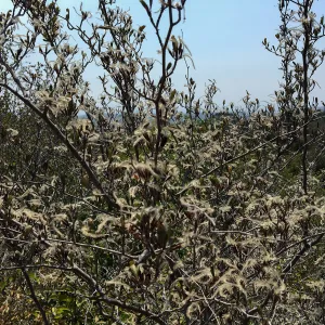 Cercocarpus betuloides in fruit